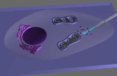This schematic depicts the subcellular imaging of quantum dots in a living cell using a nanowire endoscope.

Credit: (Courtesy of Berkeley Lab)