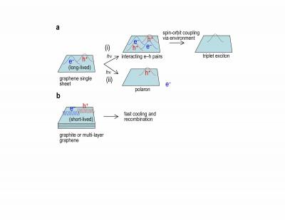 The new optical-induced absorption mechanisms [a] Photoexcitation of a dispersed graphene single sheet gives long-lived electron-hole pairs. Further excitation causes the appearance of localized states such as (i) excitons (neutral excited state) or (ii) polarons (charged excited state) due to interactions. [b] For comparison, graphite gives on electron-hole gas that is very short-lived due to fast cooling and re-combination.

Credit: National University of Singapore