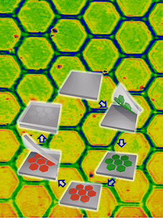 In this graphic, clockwise from top: the glue can be printed in a pattern on a surface, treated to make it sticky (red) and then a new layer stuck on top. The background is a patterned nanoglue on a surface. (Tingrui Pan/UC Davis photo) 