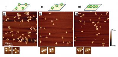 NIST researchers made three DNA origami templates designed so that quantum dots would arrange themselves: (a in the corners, b) diagonally (three dots), and (c in a line (four dots). The researchers found that putting the quantum dots closer together caused them to interfere with one another, leading to higher error rates and lower bonding strength.

Credit: Ko/NIST