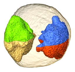 Inside a gold nanoparticle