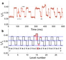 University of Washington

The various levels of electrical signal from the sequence of a DNA strand pulled through a nanopore reader (top) corresponds to specific DNA nucleotides, thymine, adenine, cytosine and guanine (bottom). 