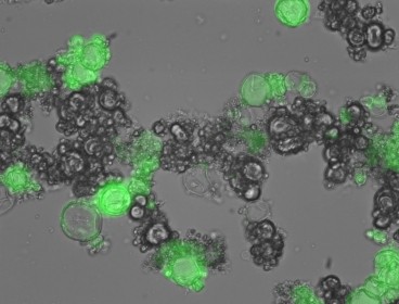 MIT researchers designed these particles that can produce proteins when ultraviolet light is shone on them. In this case, the protein is green fluorescent protein.
Image: Avi Schroeder