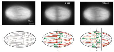 The top shows a series of fluorescent images of a spindle taken before the cut and at 5 seconds and 10 seconds after the cut. Scale bar, 10 m. The bottom shows a graphical representation of the cut microtubules. The cut generates new 'plus' ends (red) and new 'minus' ends (green). The newly generated minus ends remain stable, whereas the new plus ends depolymerize, which creates two depolymerization fronts of opposed polarity.

Credit: Jan Brugus, Harvard School of Engineering and Applied Sciences.