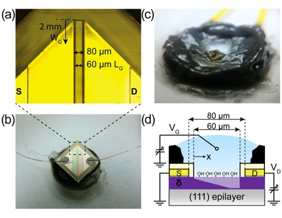 Figure. (a) Micrograph of SGFET source, gate and drain showing passivation openings. (b) Macro photograph of wire bonded device prior to encapsulation. Sample is 2x2 mm. (c) Epoxy encapsulated SGFET. (d) Experimental setup of SGFET using a MESFET analogy, depicting the channel depleted in the saturation regime.