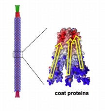 The M13 bacteriophage has a length of 880 nanometers and a diameter of 6.6 nanometers. Its coated with approximately 2700 charged proteins that enable scientists to use the virus as a piezoelectric nanofiber. 