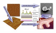 This diagram illustrates the concept behind a new type of "bioactive" coating for stents used to treat brain aneurisms, including those suffered by military personnel from head trauma due to bomb blasts. Portions of the stents - tubular structures made of a metallic mesh - will be designed using coatings to attract magnetized cells to repair blood vessels damaged in trauma. (Purdue University image/Jean Paul Allain)