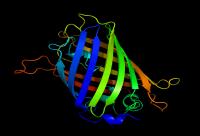 The green fluorescent proteins help measure intracellular heat.

Credit: Richard Wheeler