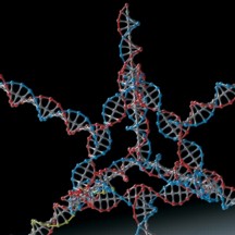 Researchers successfully used this nanoparticle, made from several strands of DNA and RNA, to turn off a gene in tumor cells.
Image: Hyukjin Lee and Ung Hee Lee