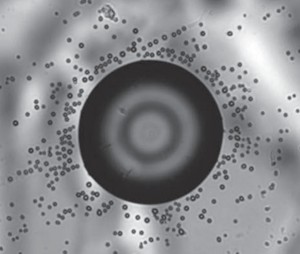 Top view of a liquid crystal drop on the pyroelectric substrate, after heating.