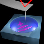 Trolling AFM: By attaching a long nanoneedle to the end of an AFM probe, researchers can gain high-resolution images of samples in liquid while keeping the cantilever in open air. Photo by Majid Minary