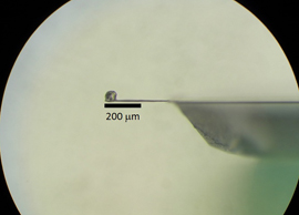 This image shows a microscopic sample of a high-temperature superconductor glued to the tip of a cantilever. To study the magnetic properties of the sample, scientists applied a magnetic field and measured the torque that was transferred from the sample to the cantilever.
CREDIT: Shigeru Kasahara/Kyoto University