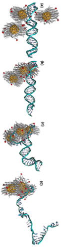 As the nanoparticles cluster together, they pull the strands of DNA apart.