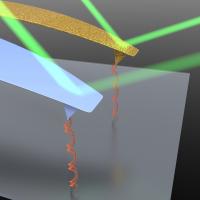 This is an artist's conception of JILA's advance in atomic force microscope (AFM) design. To measure picoscale forces in liquid, a AFM probe attaches to a molecule such as DNA and pulls, and the deflection of the probe is measured. JILA researchers found that probes with the gold coating removed (purple in the illustration) make measurements that are 10 times more stable and precise than those made with conventional gold-coated probes. Gold helps reflect the laser light but it can also potentially crack, age, and creep, which degrades its mechanical properties and reduces measurement precision.

Credit: Baxley/JILA