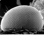 Scanning electron microscope image of the eye on a leaf miner moth. (Photo: Dartmouth College)