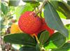 The strawberry tree leaves help to produce silver nanoparticles. Credit: Beamillion.