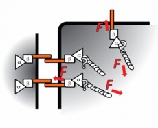 Dunn's proposed model: Cadherin (orange bars) transcends the cell membrane (thick black lines), binding cells to one another. Inside the cell, cadherin is under tension from actomyosin (ellipsoid spirals) connected by alpha-catenin (α) and beta-catenin (β). Illustration courtesy of Nicolas Borghi, Stanford University School of Engineering.