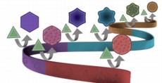 Graphic by
Li Huey Tan, Zidong Wang and Yi Lu

University of Illinois chemists found that DNA can shape gold nanoparticle growth similarly to the way it shapes protein synthesis, with different letters of the genetic code producing gold circles, stars and hexagons.