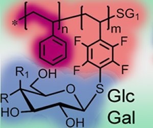 Researchers from the University of Jena (Germany) designed glycopolymeric materials with tailored properties to independently study the parameters that impact cellular uptake.