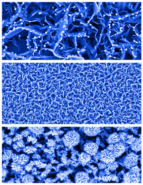 These color-enhanced scanning electron microscope images show nanosheets resembling tiny rose petals. The nanosheets are key components of a new type of biosensor that can detect minute concentrations of glucose in saliva, tears and urine. The technology might eventually help to eliminate or reduce the frequency of using pinpricks for diabetes testing. (Purdue University photo/Jeff Goecker)