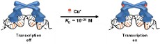 Provided/Chen Lab
A few Angstroms make all the difference. The CueR protein binds to DNA at the start of a gene that protects against copper poisoning. When copper atoms bind to CueR, the protein changes shape just enough to twist the DNA - such a small distance that it can't be drawn in two dimensions - to turn on transcription of the gene. When the gene is no longer needed, the original form of CueR unceremoniously kicks the copper-bound form away, turning off transcription quickly to save energy.