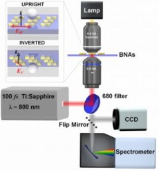 Experimental setup schematic showing laser source, microscope, and imaging detector and spectrometer. The inset illustrates the two different sample configurations that were explored; red arrows correspond to the input polarization directions and black arrows depict the propagation vector. 