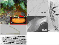 Fig. 1. 
(A) Ocherous deposits ubiquitously seen in water pools.
(B) BIOX deposits collected from a water pool.
(C) BIOX sheaths in the deposit.
(D) A longitudinal section of a BIOX sheath enveloping bacterial cells.
(E) Chain-like BIOX
(F) A twisting BIOX bundle comprised of fibrous materials.
(G) Fibrous bundles connecting to a bacterial cell.