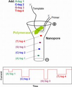 Schematic of single molecule DNA sequencing by a nanopore with phosphate-tagged nucleotides. Each of the four nucleotides will carry a different tag. During SBS, these tags, attached via the terminal-phosphate of the nucleotide, will be released into the nanopore one at a time where they will produce unique current blockade signatures for sequence determination. A large array of such nanopores will lead to high throughput DNA sequencing.