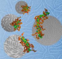  This illustration depicts DNA molecules (light green), packaged into nanoparticles by using a polymer with two different segments. One segment (teal) carries a positive charge that binds it to the DNA, and the other (brown) forms a protective coating on the particle surface. By adjusting the solvent surrounding these molecules, the Johns Hopkins and Northwestern researchers were able to control the shape of the nanoparticles. The teams animal tests showed that a nanoparticles shape could dramatically affect how effectively it delivers gene therapy to the cells. The cartoon images in the foreground, obtained though computational modeling, matched closely with the gray background images, which were collected through transmission electron microscopy.

Credit: Credits: Wei Qu, Northwestern University, simulation cartoons; Xuan Jiang, Johns Hopkins University, microscopic images 