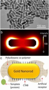 a) TEM image of gold nanorods; b) electric field distribution at the extinction maximum of the longitudinal SPR band; and c) illustration of imprinted nanorod with siloxane copolymer preferentially grown at the ends.