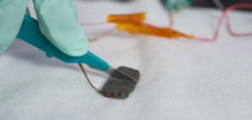 A researcher slices the self-healing skin with a scalpel. Photo: Linda A. Cicero, Stanford News Service