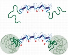 When the new shear thinning hydrogel (top) is heated to body temperature, polymer chains join together to form a reinforcing network that improves the gels stability (bottom).
Image: Matt Glassman