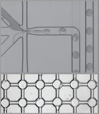 The high sensitivity is achieved by performing the REEAD technology within droplets surrounded by oil. The malaria parasites are distributed in the pico-litre droplet, where they react effectively with the other components of the REEAD technology (figure: Sissel Juul and Birgitta Knudsen).