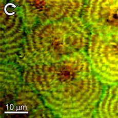 Typical BCARS composite image of a polyethylene blend taken at NIST showing circular polarization response. LLD polyethylene shows red in this mode, while the HD polyethylene with deuterium substituted for hydrogen is green.
Credit: NIST