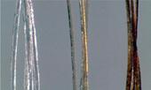 Gold nanoparticles darken hair after treatment for one day, center, and 16 days, right (untreated hairs, left).

Credit: American Chemical Society