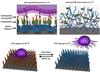 A new-generation nano-platform capable of capturing circulating tumor cells and releasing them at reduced temperature. 