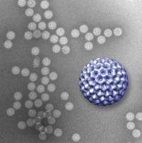 A novel microfluidics platform allowed viewing of structural details of rotavirus double-layered particles; the 3-D graphic of the virus, in purple, was reconstructed from data gathered by the new technique.

Credit: Virginia Tech