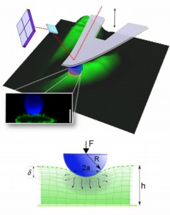 Atomic Force Microscopy (AFM) microindentation enables investigation of the dynamic mechanical properties of ‎living ‎cells.‎ Schematic of an AFM cantilever with a spherical tip indenting a cell. The image of the cells (green) is a 3D reconstruction from AFM topographical data. A ‎confocal microscopy image ‎shows the cell profile as the cell is deformed by a spherical bead (blue). The cell membrane is ‎revealed using a fluorescent protein (shown in green) and a ‎fluorescent bead is attached to the ‎cantilever (in blue). Scale bar =10 μm. Below the profile ‎image, a schematic diagram illustrates the ‎indentation of a fluid-filled sponge (poroelastic material). Rapid ‎indentation of the cellular material induces pressurisation ‎of the interstitial fluid leading to its ‎movement out of the compressed area. As the fluid ‎redistributes, the pore ‎pressure diminishes and the reaction force decreases.