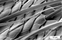 This image shows the misfit scales found on the lantern of the Photuris firefly. Researchers found that the sharp edges of the scales let out the most light.

Credit: Optics Express