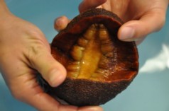 The underside of a gumboot chiton in the lab of David Kisailus.