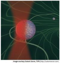 A phagosome transported inside a living cell by molecular motors is held by a laser trap. This allows measurement of the picoNewton forces exerted by motors as they haul the phagosome inside the cell.

Credit: Sukant Saran, TIFR