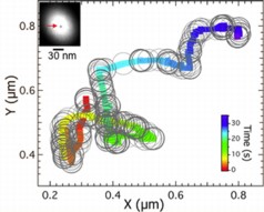 Moving a nanoparticle at will: this image depicts the trajectories of the electron beam movement and the overall movement of a trapped gold nanoparticle. 