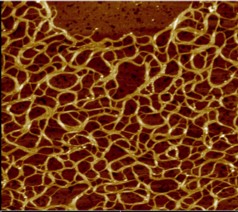 Supergel nanowires forming a netRadboud University Nijmegen