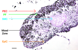  This microscopic image shows the structure and layers of in vitro bronchiole tissue created at Rice University and Nano3D Biosciences. The cell layers include epithelial cells (EpiC), smooth muscle cells (SMC), pulmonary fibroblasts (PF) and pulmonary endothelial cells (PEC).
CREDIT: Hubert Tseng/Rice University