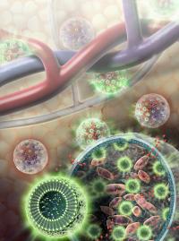 Nanosensors (green spheres) are composed of fat and L-arginine molecules, as well as separate indicator molecules that give off MRI-detectable and light signals when cells are alive. Nanosensors are enclosed in a hydrogel membrane along with liver cells (pink). Nutrients and other relatively small molecules (red) are able to travel across the hydrogel membrane to and from the bloodstream.

Credit: Sayo Studios