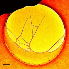 A DNA structure as seen through the 4D electron microscope invented at Caltech.
Credit: Zewail & Lorenz/Caltech