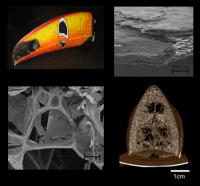 The interior of the toucans beak is rigid "foam" made of bony fibers and drum-like membranes sandwiched between outer layers of keratin, the protein that makes up fingernails, hair and horn. The result is solid foam made of air-tight cells that gives the beak additional rigidity. Like a house covered by a shingled roof, the foam is covered with overlapping keratin tiles, each about 50 micrometers in diameter and 1 micrometer thick, which are glued together to produce sheets.

Credit: Marc Meyers/Jacobs School of Engineering, UC San Diego