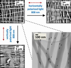 Polarized light selectively heats and melts nanofibers containing aligned gold nanorods within a cross-hatched mat when the polarization direction is parallel to the nanofiber direction.