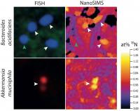 his shows corresponding FISH (left) and NanoSIMS (right) analysis of gut microorganisms. Bacteroides or Akkermansia cells were stained with the aid of specific FISH probes. The amount of stable isotope 15N was analyzed in the same cells by NanoSIMS. The higher the 15N content of a cell, the more intestinal mucosa was taken up. White arrows point to cells that have taken up mucus. The Bacteroides cell marked with a green arrow has not fed on mucus.

Copyright: Department of Microbial Ecology, University of Vienna. 