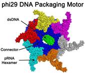 Scientists have cracked a 35-year-old mystery about the workings of the natural motors that are models for development of a futuristic genre of synthetic nanomotors that pump therapeutic DNA, RNA or drugs into individual diseased cells.

Credit:Zhengyi Zhao